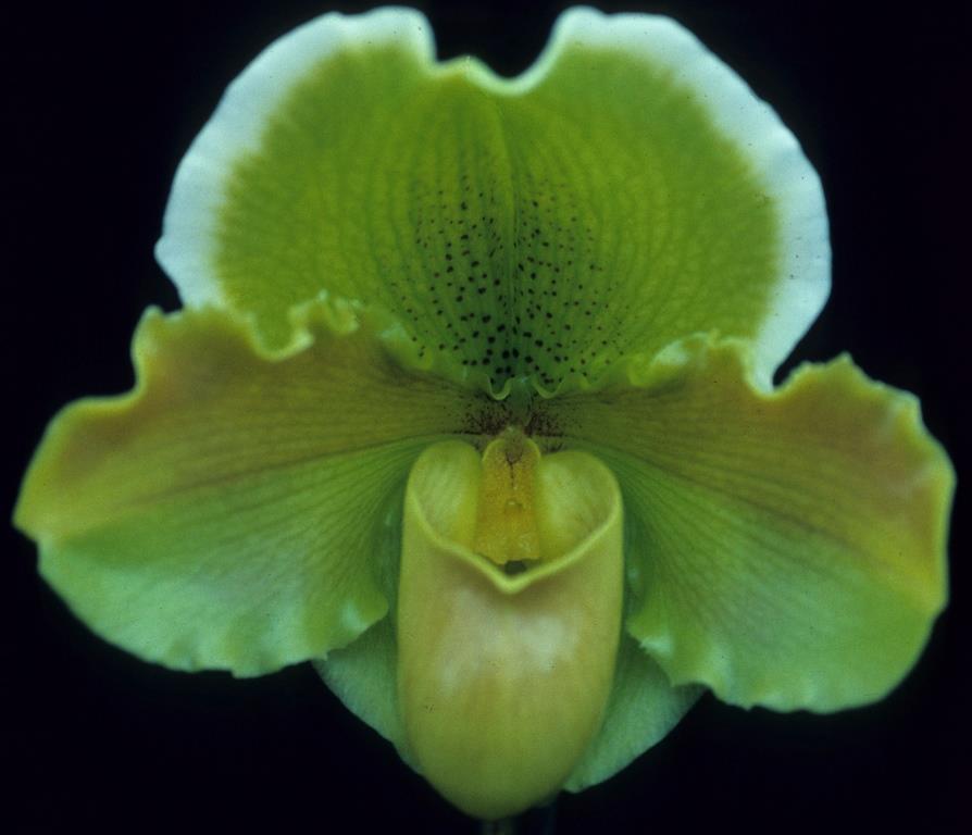 Paphiopedilum Magic Mountain