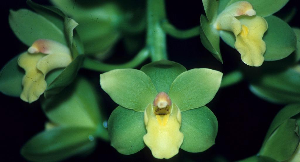 Cym Gladys Whitesell