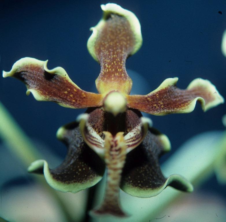 Paraphalaenopsis labukensis