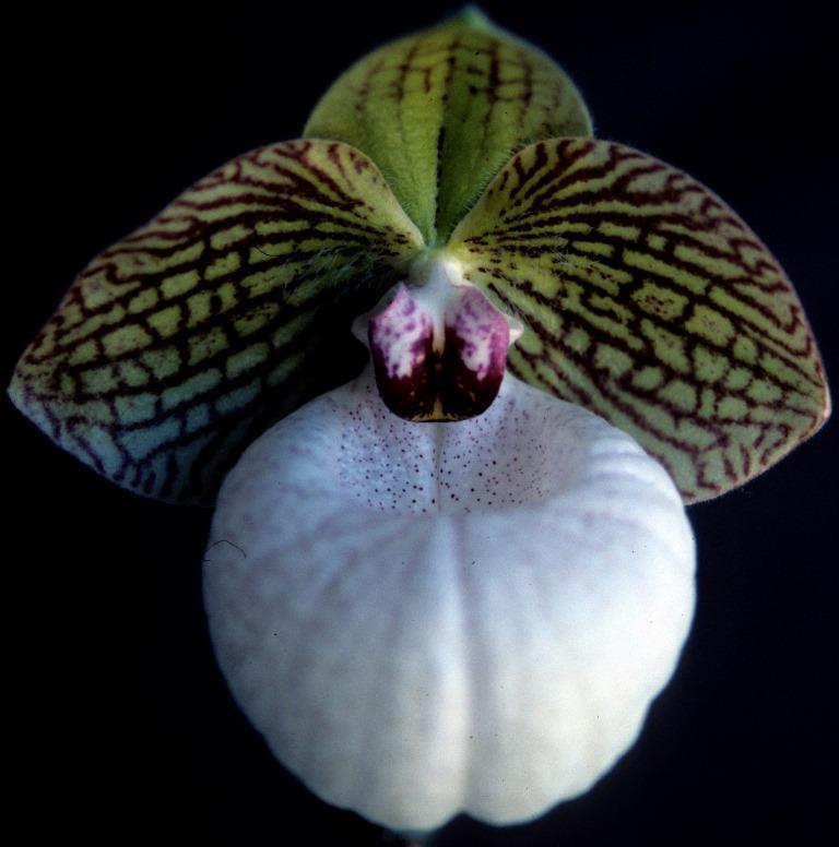 Paph Fanaticum