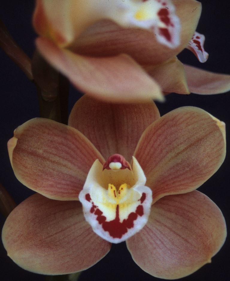 Cymbidium Julie Hawkes