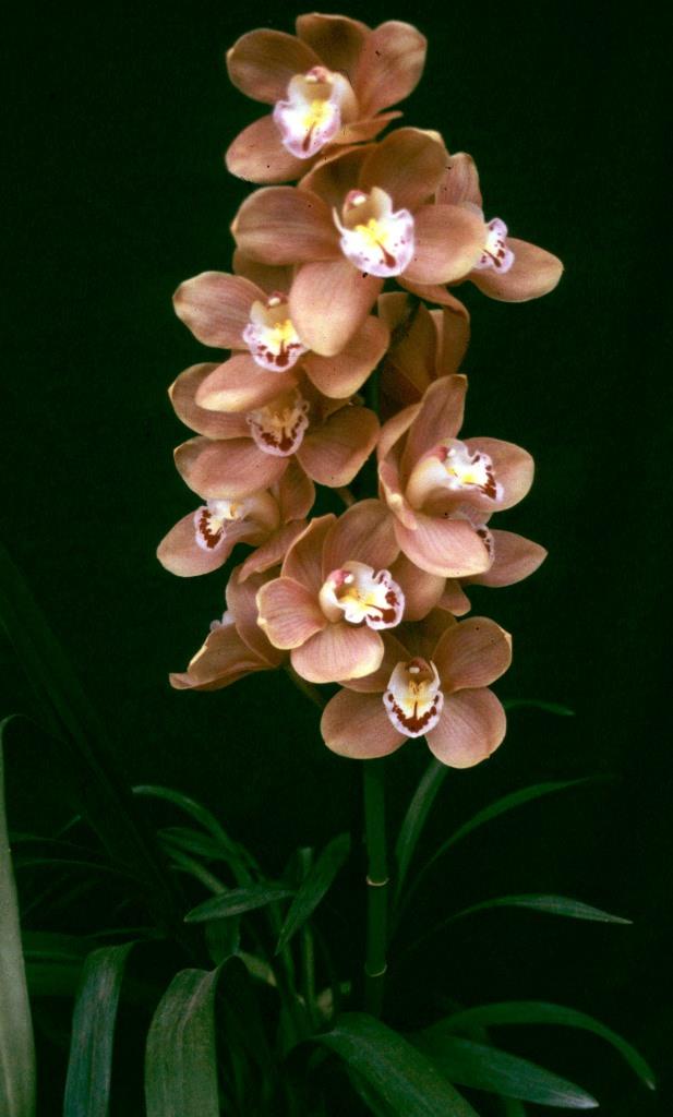 Cymbidium Julie Hawkes - photo 2
