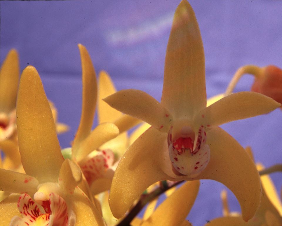 Dendrobium Hewitt Glow - HCC/AOC