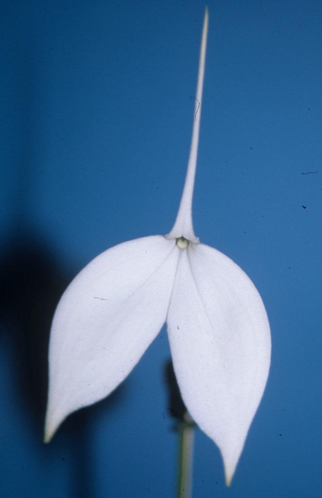 Masdevallia coccinea - HCC/AOC