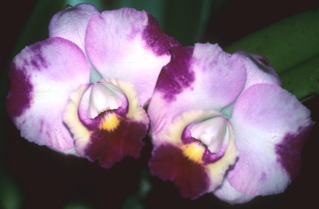 Rhyncholaeliocattleya Coconut Ice - HCC/AOC