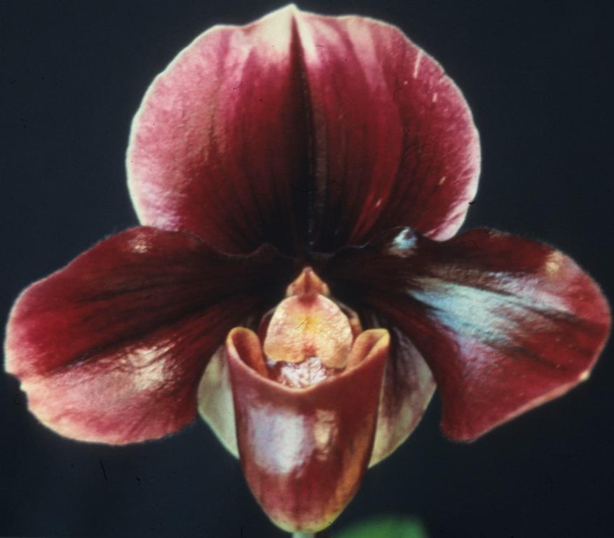 Paph Dartagnan