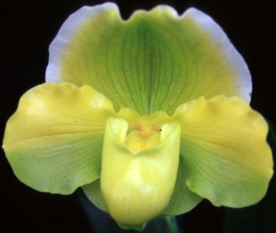 Paphiopedilum Magic Time