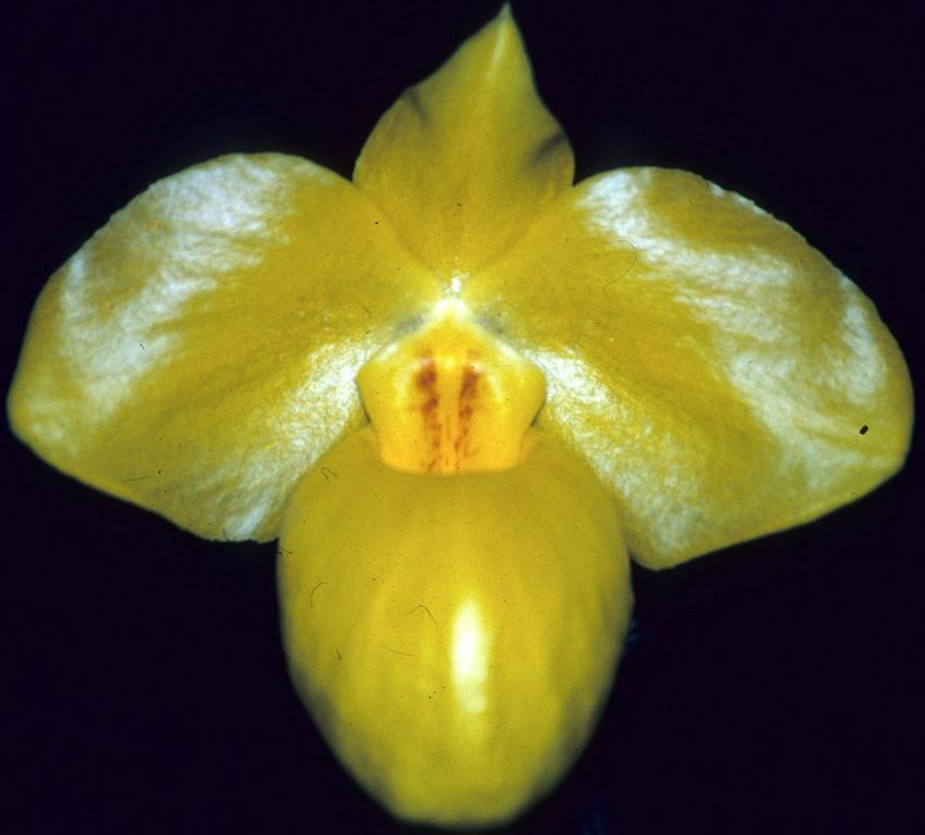 Paphiopedilum armeniacum - AM/AOC