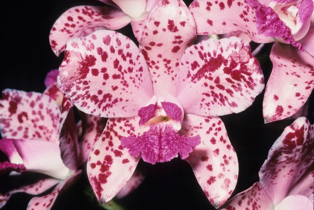 Cattleya amethystoglossa