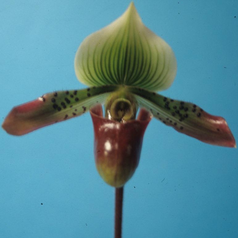 Paphiopedilum Lady Helen