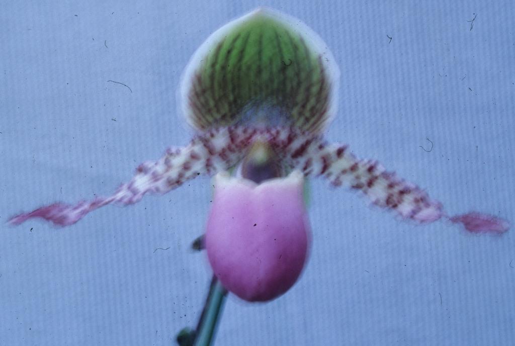 Paph Translie