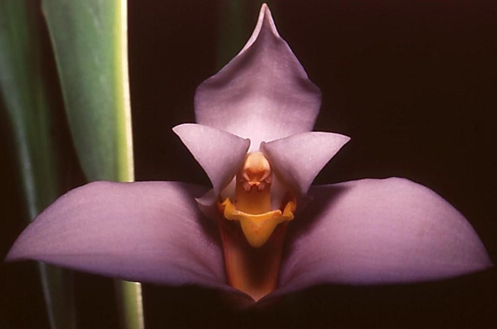 Maxillaria eburnea - CBM/AOC