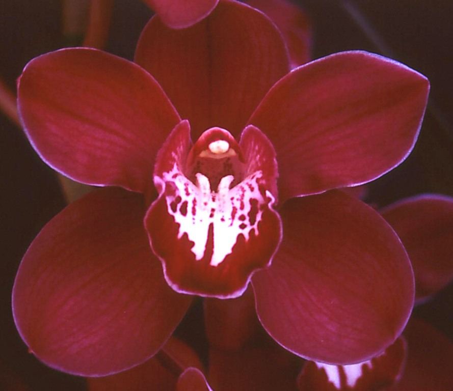 Cymbidium Hypno Beauty - HCC/AOC