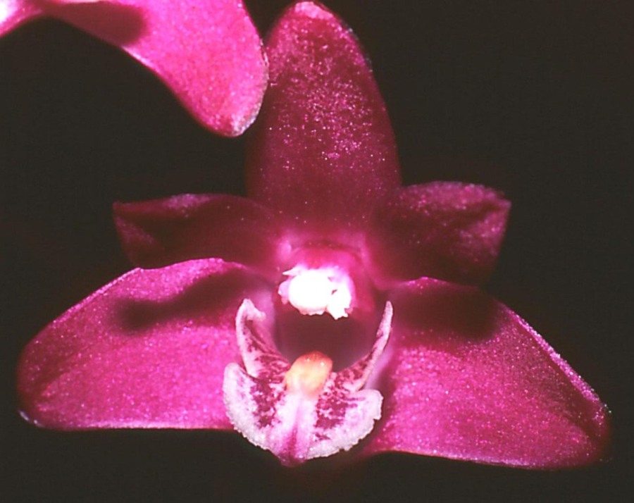 Dendrobium kingianum