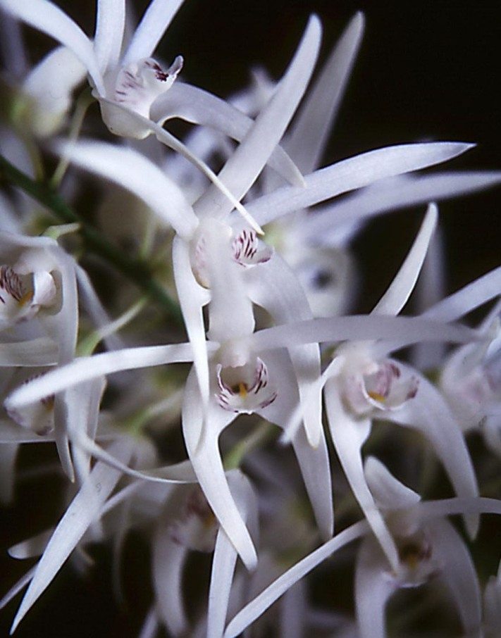 Dendrobium jonesii