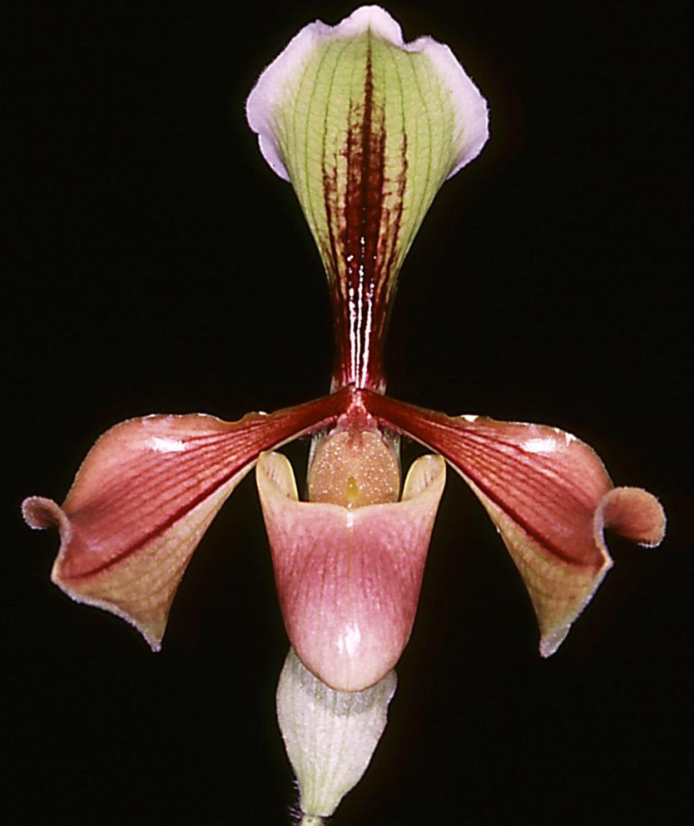 Paphiopedilum villosum var. villosum - HCC/AOC