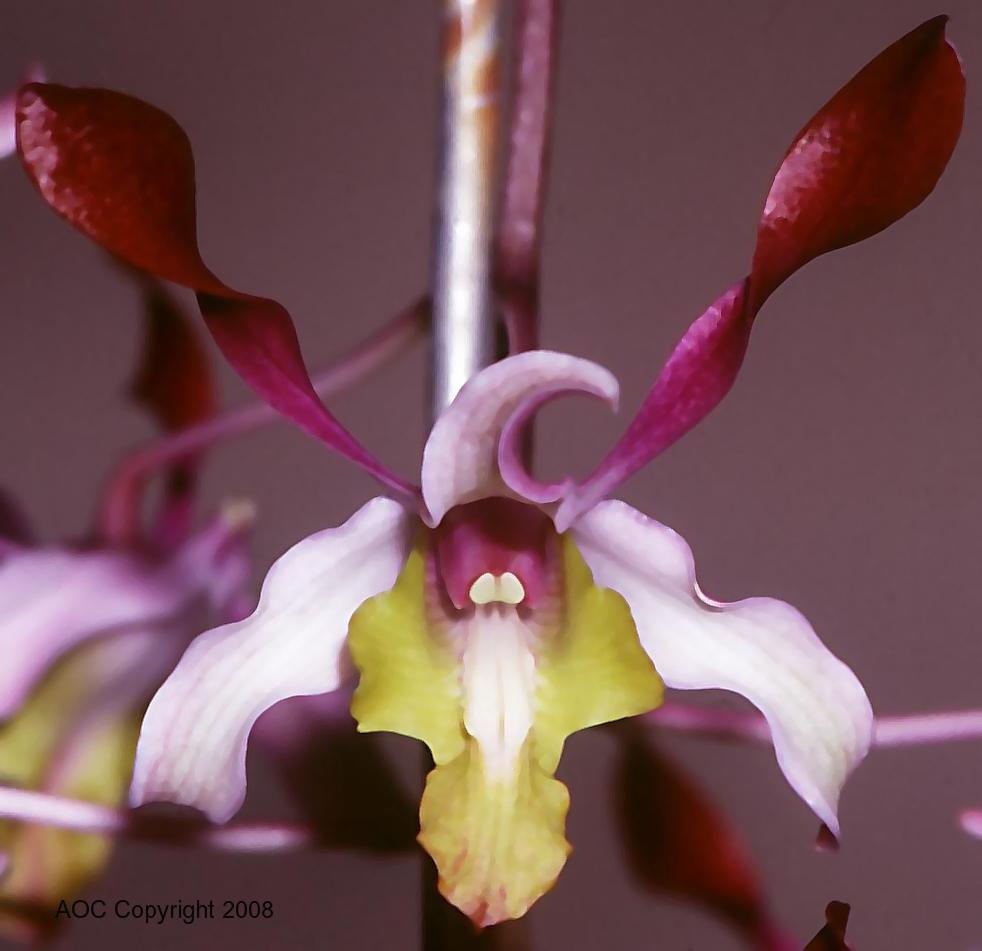 Dendrobium Carla Adel Osborne - AM/AOC