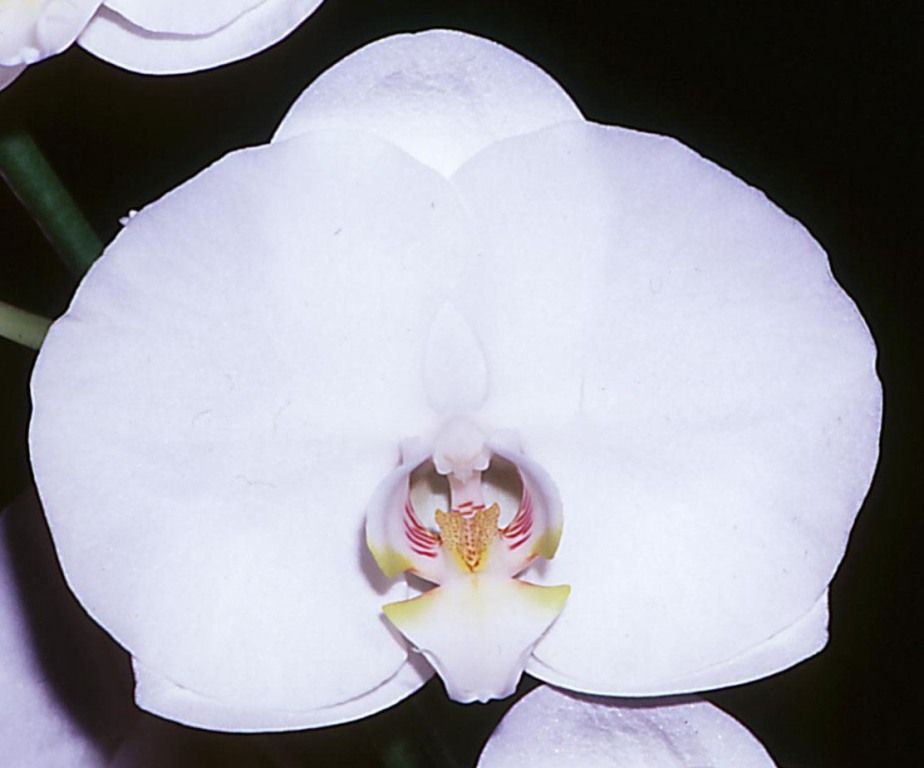 Phal Carmela's Wonder