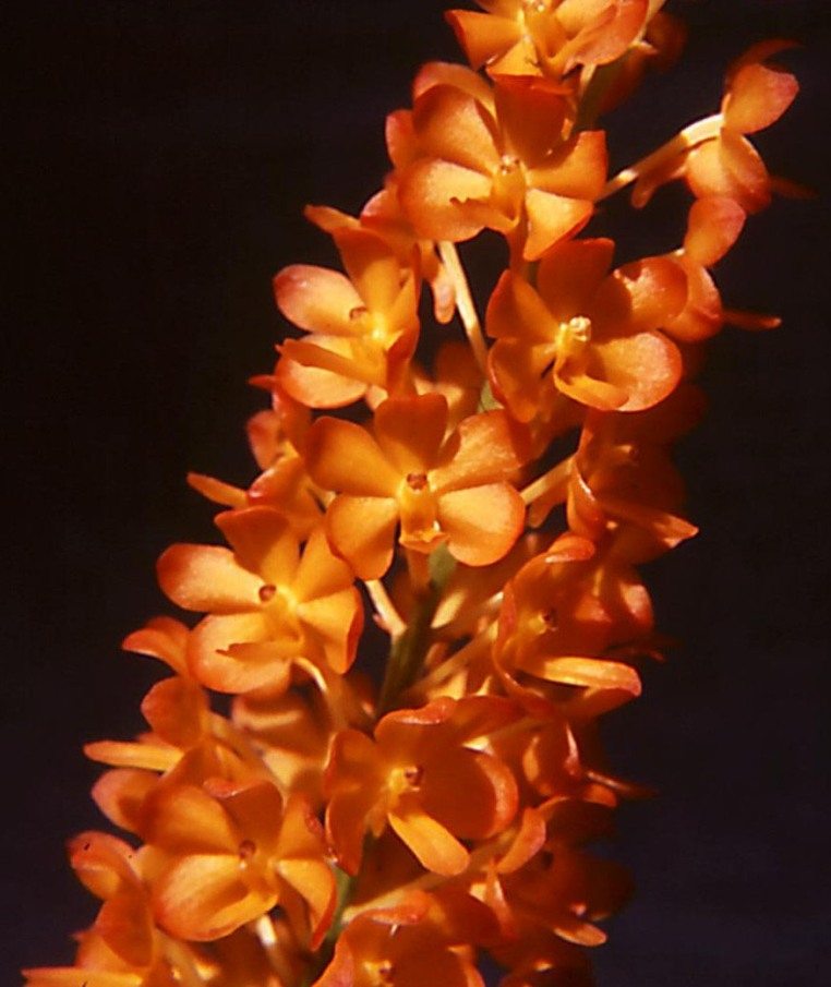 Vanda Ladda Gold - AM/AOC