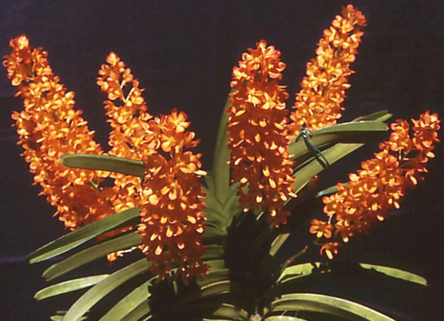 Vanda Ladda Gold - ACC/AOC