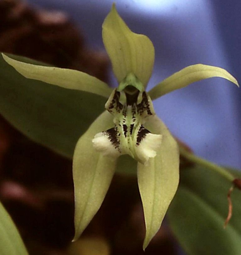 Coelogyne brachyptera