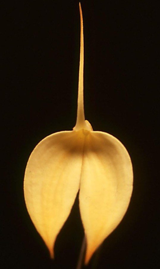 Masdevallia coccinea