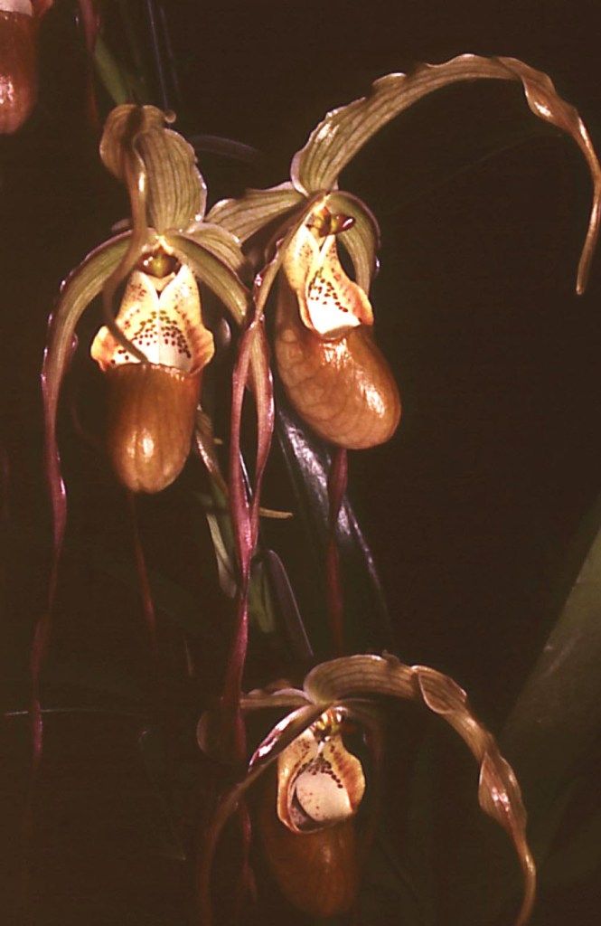 Phragmipedium caudatum