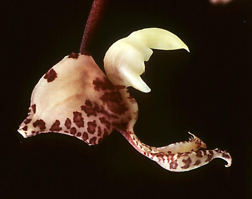 Gongora scaphephorus