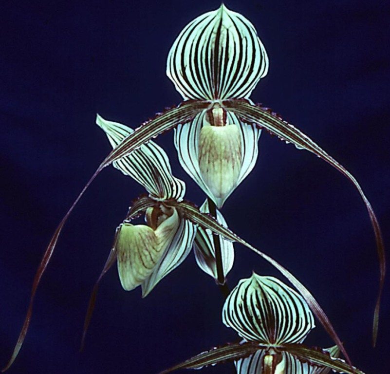 Paphiopedilum Saint Swithin - HCC/AOC
