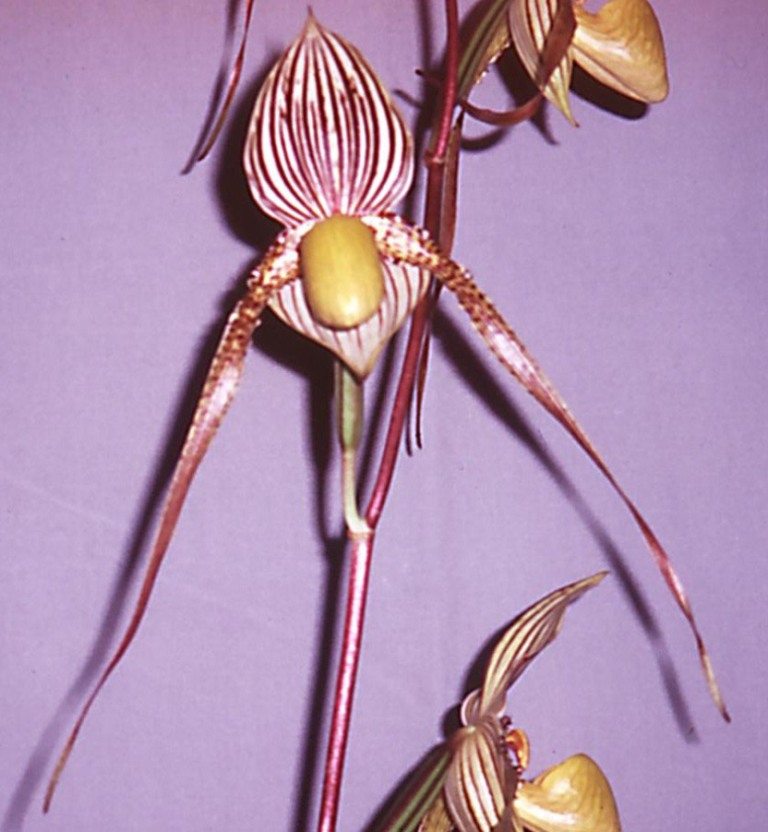 Paphiopedilum Saint Swithin - HCC/AOC