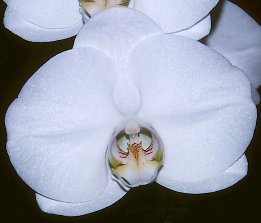 Phal Johnston's Quest