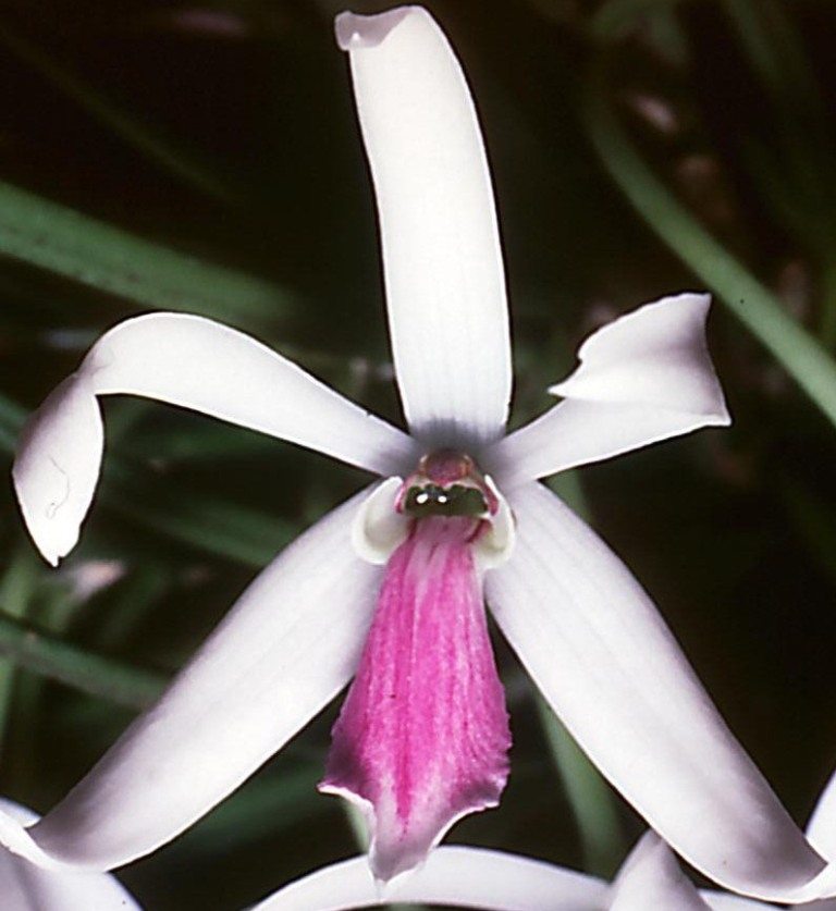 Leptotes bicolor - HCC/AOC