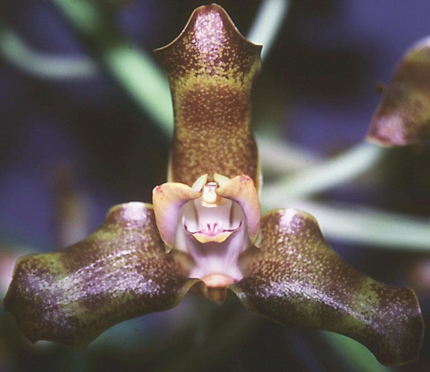 Grammangis ellisii - HCC/AOC