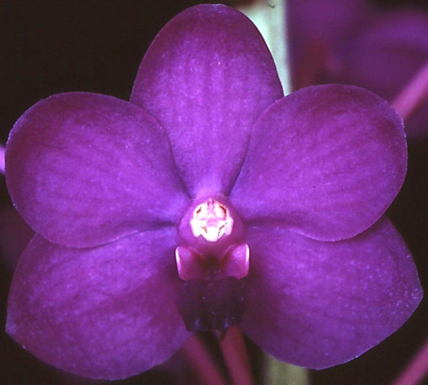 Vanda Pine Rivers - HCC/AOC