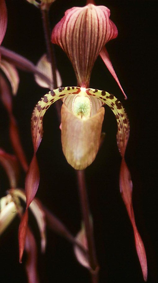 Paphiopedilum Larry Booth