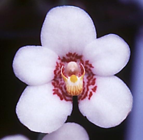 Sarco George Colthup