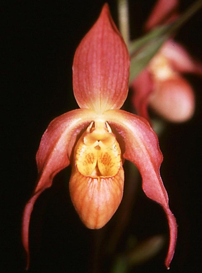 Phragmipedium Olaf Gruss