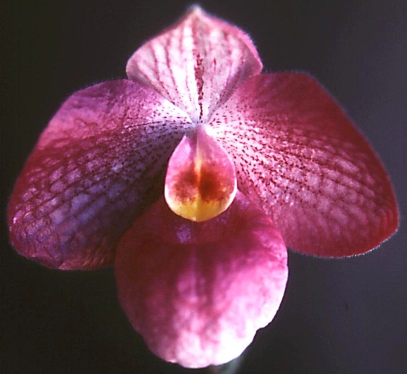 Paph Magic Lantern