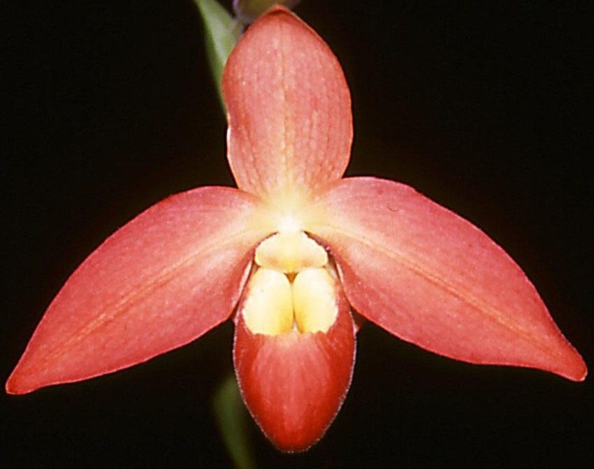 Phragmipedium Don Wimber - HCC/AOC
