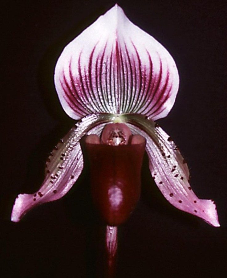 Paph Emerald