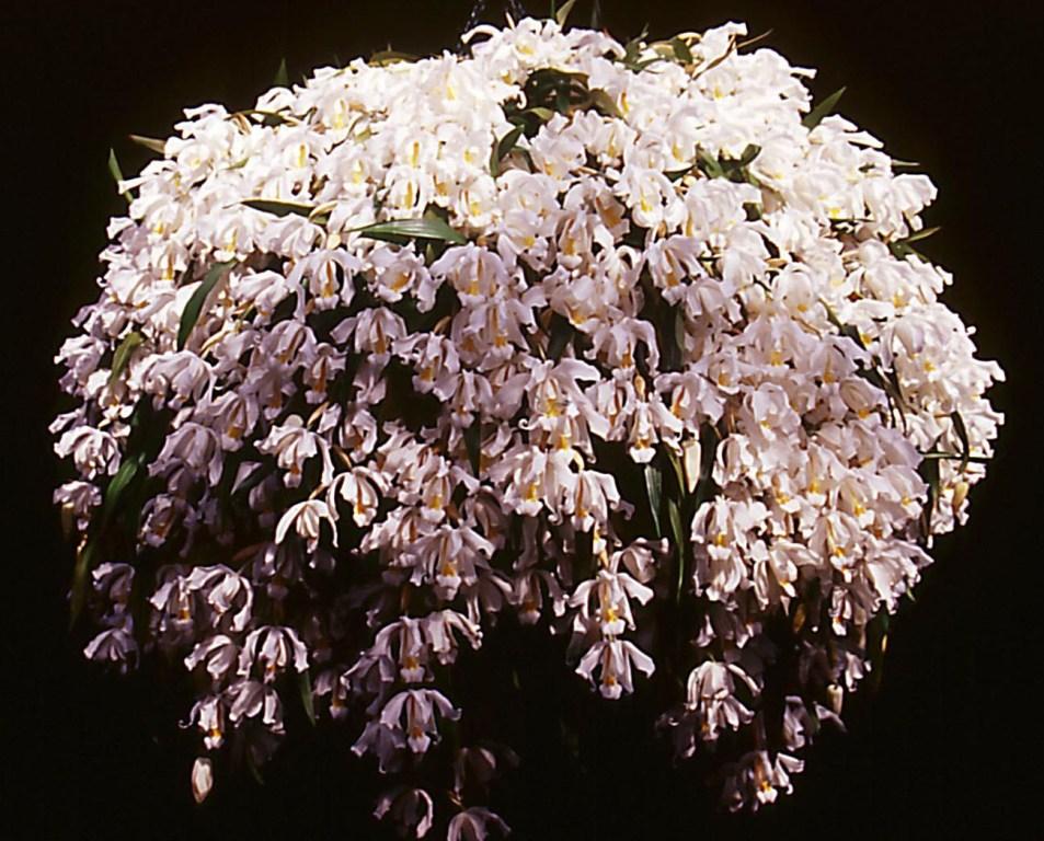 Coelogyne cristata - ACC/AOC