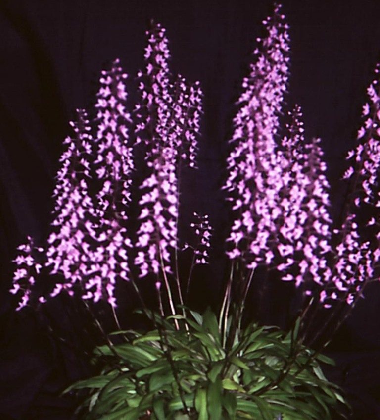 Stenoglottis longifolia - ACC/AOC