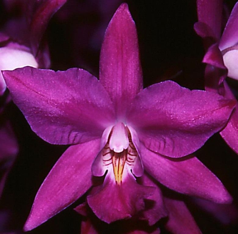Laelia gouldiana