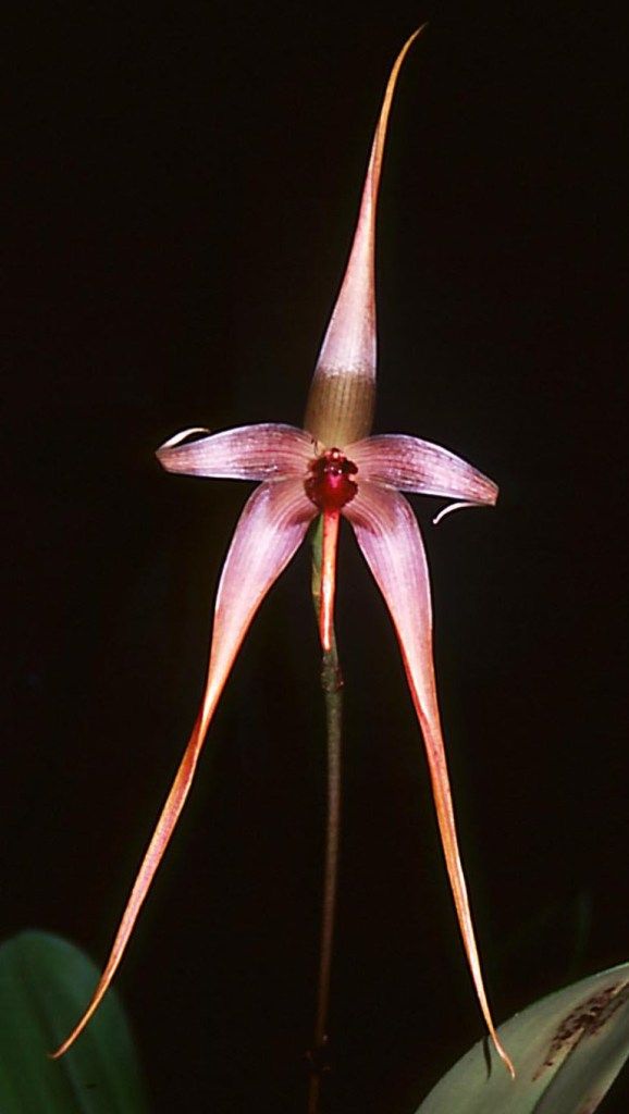 Bulbophyllum echinolabium