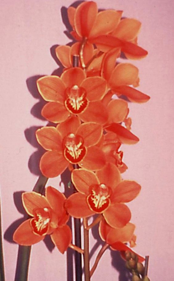 Cymbidium Uluru - HCC/AOC