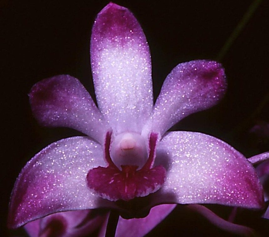 Dendrobium kingianum