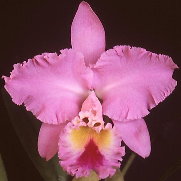 Rlc Burdekin Dawn