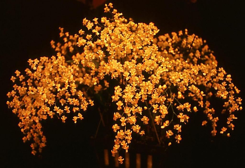 Oncidium Twinkle - ACC/AOC