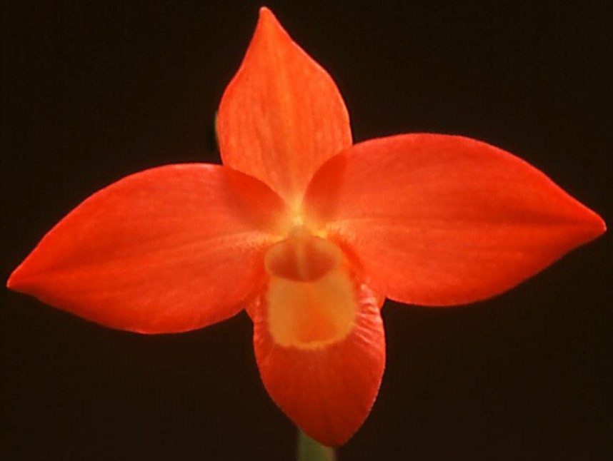 Phragmipedium Don Wimber - HCC/AOC