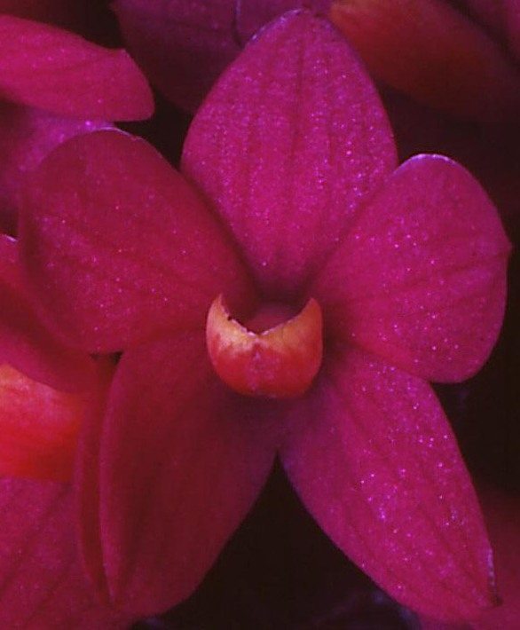Dendrobium laevifolium - HCC/AOC